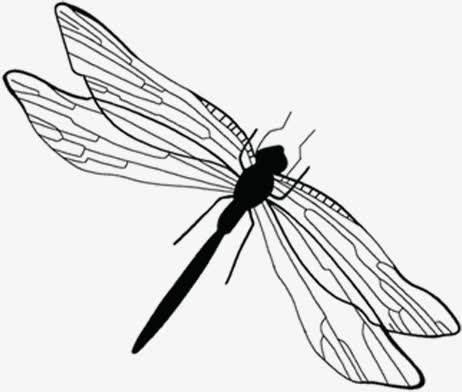 蜻蜓的简笔画图片大全大图 蜻蜓的简笔画彩色