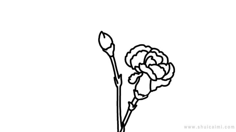 康乃馨简笔画怎么画 康乃馨简笔画画法