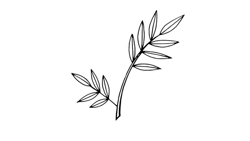 含羞草简笔画怎么画 含羞草简笔画步骤