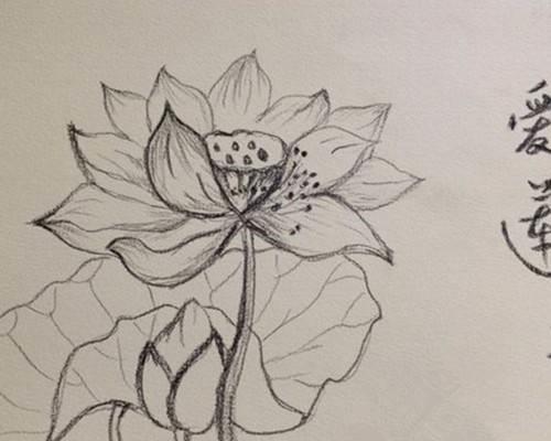 荷花的简笔画 荷花的简笔画简单漂亮