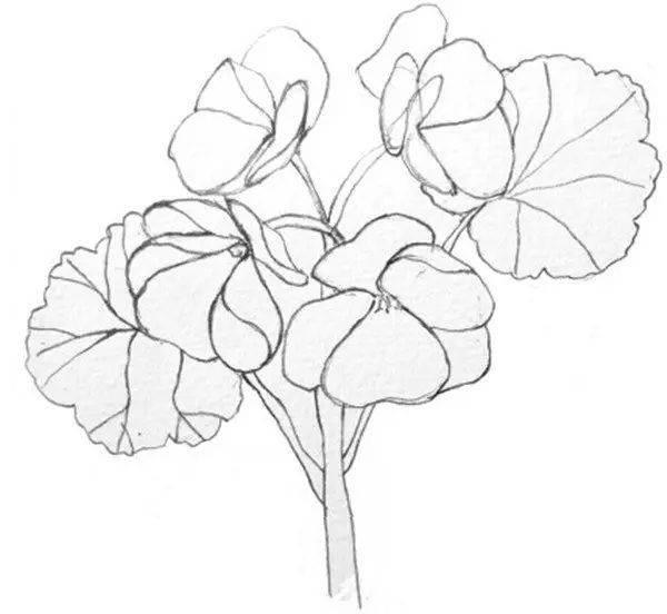 海棠花简笔画 怎样画海棠花简笔画