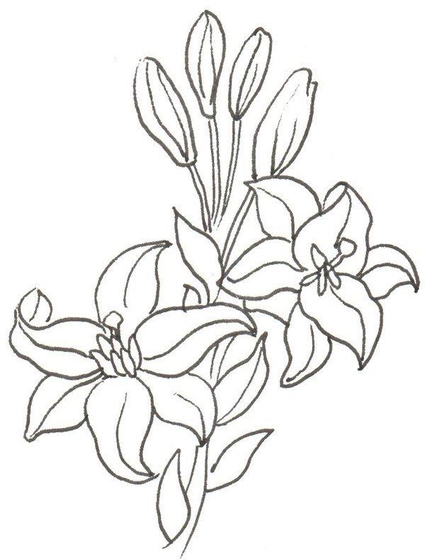百合花的简笔画怎么画 百合花的简笔画顺序