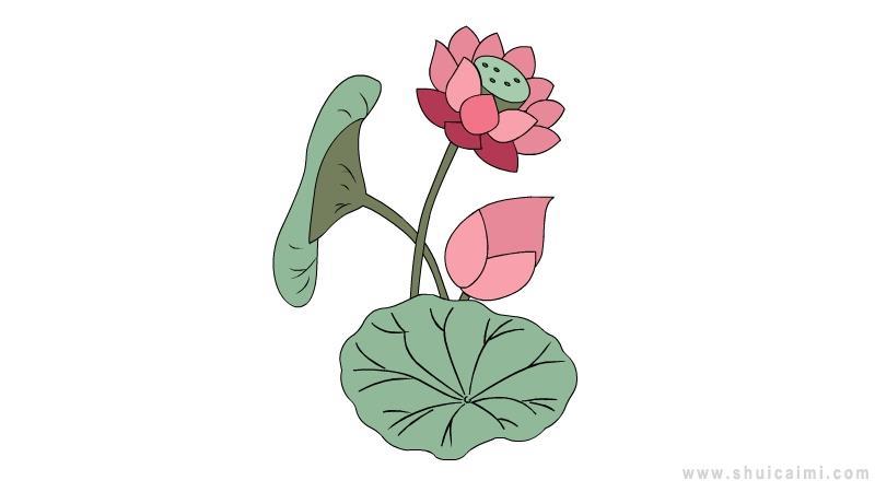 荷花简笔画怎么画 荷花简笔画步骤