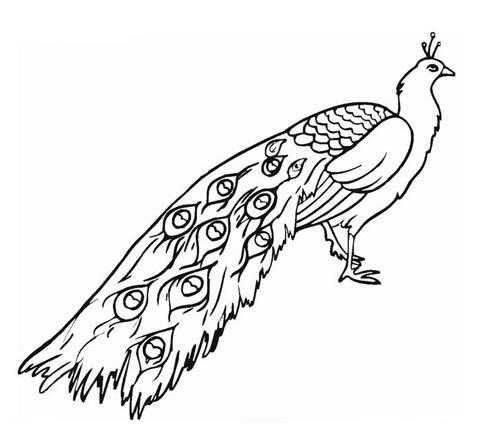 孔雀简笔画图片大全 孔雀简笔画图片大全可爱