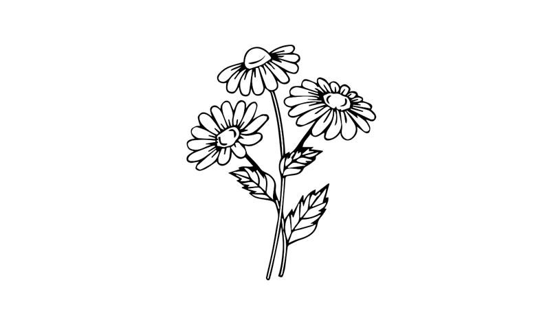 雏菊如何画的简笔画怎么画 雏菊如何画简笔画步骤