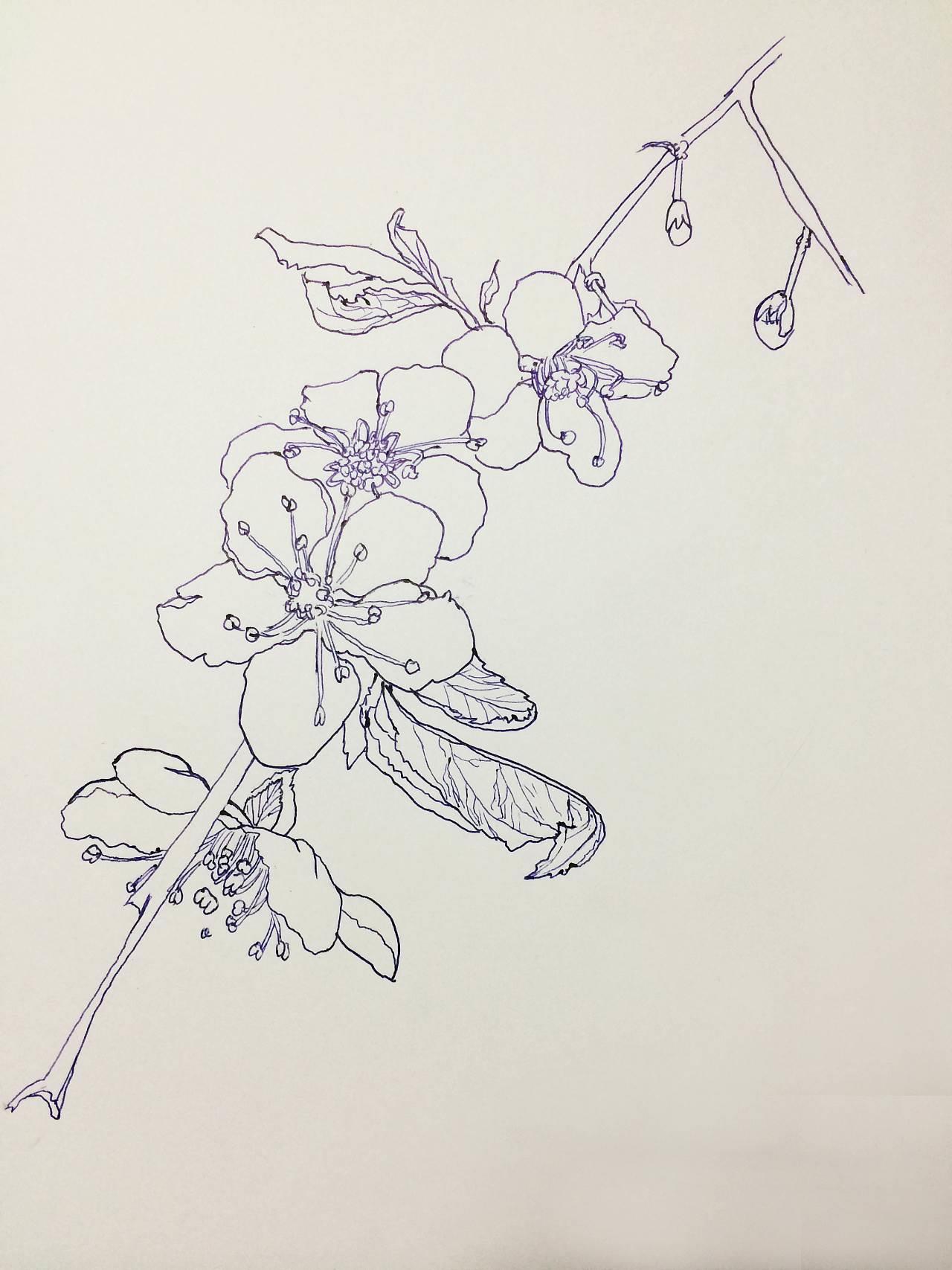 樱花树简笔画 樱花树简笔画马克笔