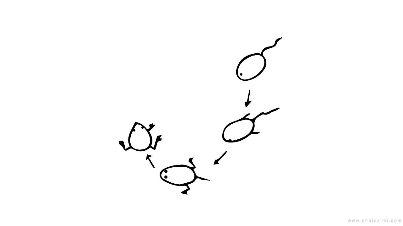 蝌蚪变青蛙简笔画怎么画 蝌蚪变青蛙简笔画图片大全