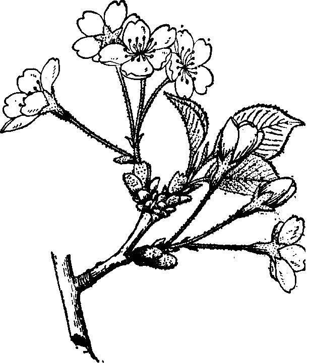 樱花树简笔画 樱花树简笔画马克笔