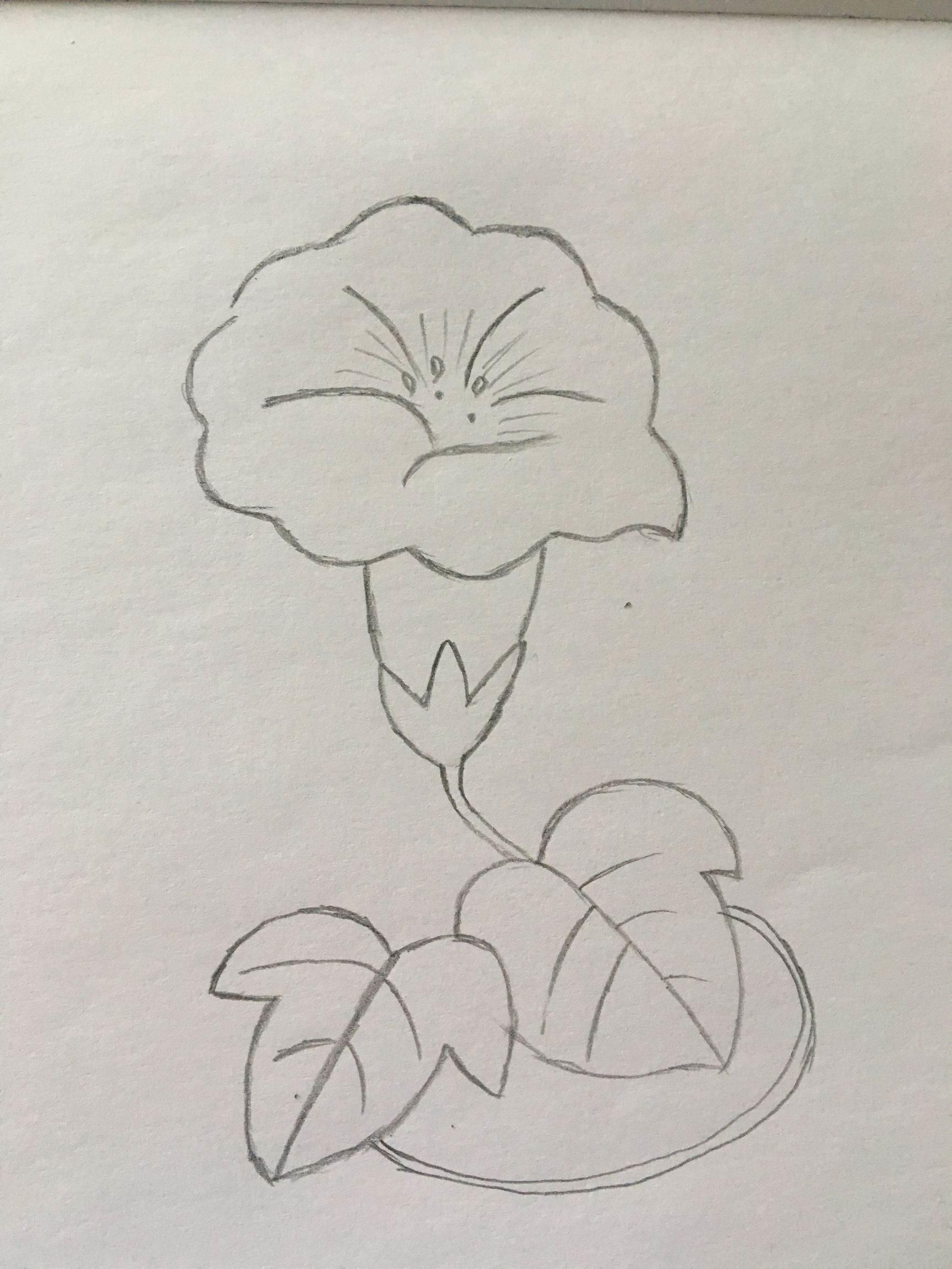 牵牛花简笔画 牵牛花简笔画图片