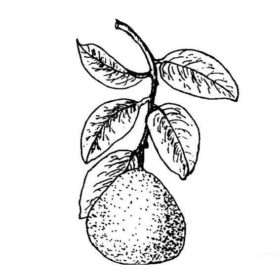 柚子简笔画 柚子简笔画图片大全
