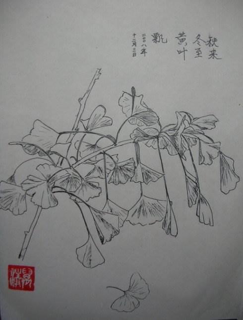 银中草药杏简笔画 银杏中草药怎么画