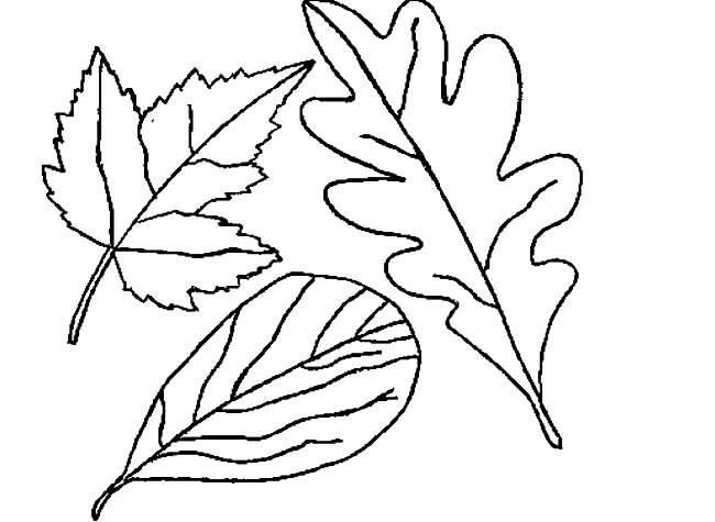 秋天的叶子简笔画 秋天的叶子简笔画图片