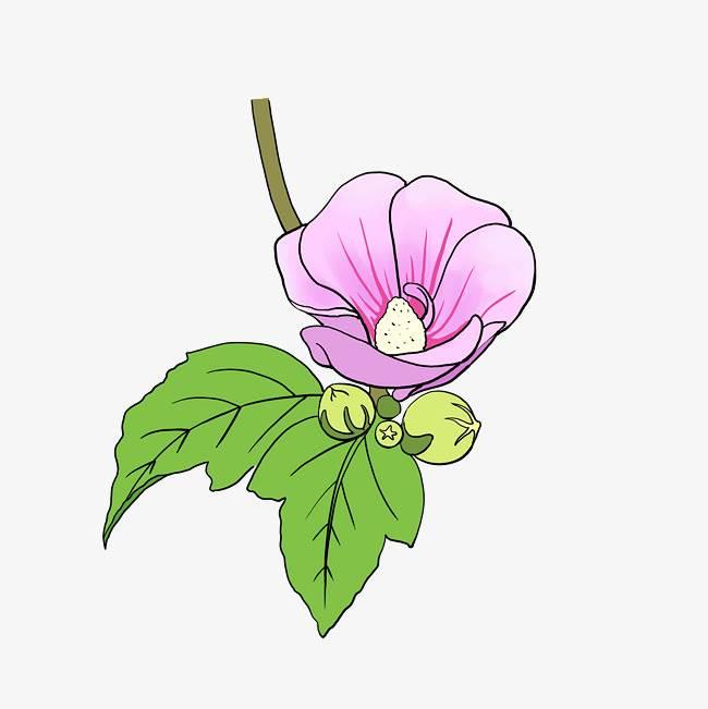 紫茉莉简笔画 紫茉莉简笔画彩色