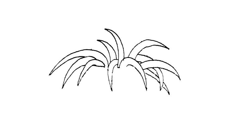 吊兰的简笔画怎么画 吊兰简笔画步骤