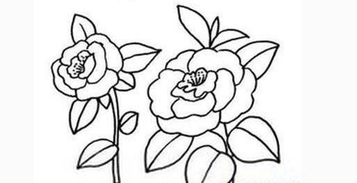 蔷薇简笔画图片大全 蔷薇简笔画图片大全可爱