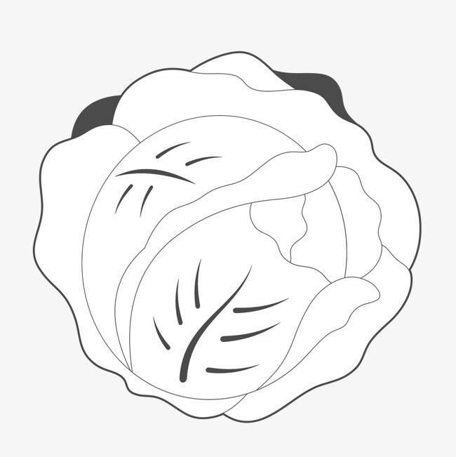 卷心菜简笔画图片大全 卷心菜简笔画图片大全可爱