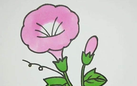 牵牛花的简笔画图片大全 牵牛花的简笔画图片大全彩色