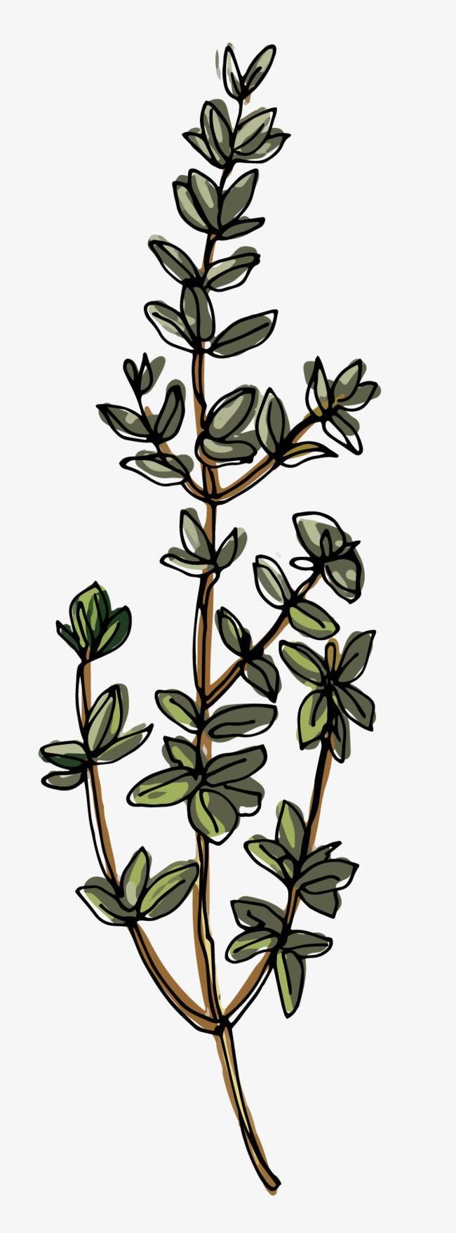 简笔画树枝素材 树枝简笔画图片