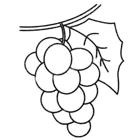 葡萄简笔画图片大全 葡萄简笔画图片大全带颜色