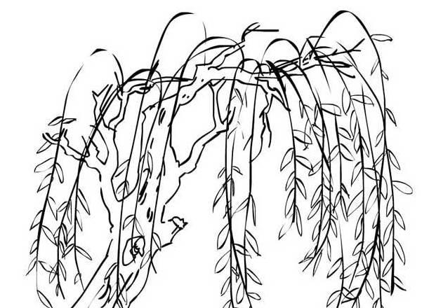 柳树简笔画 柳树简笔画图片带颜色