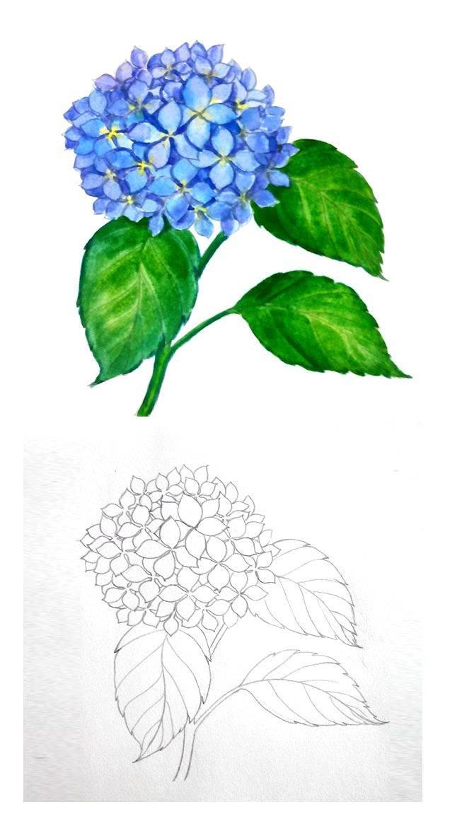 三月三绣球简笔画 三月三绣球简笔画大全彩色