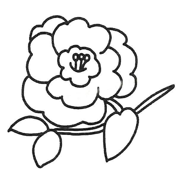 山茶花简笔画图片大全 山茶花简笔画图片大全彩色