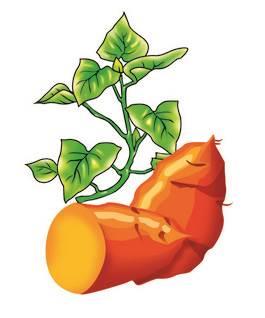 红薯简笔画 红薯简笔画彩色