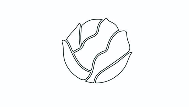 卷心菜简笔画怎么画 卷心菜简笔画简单又好看