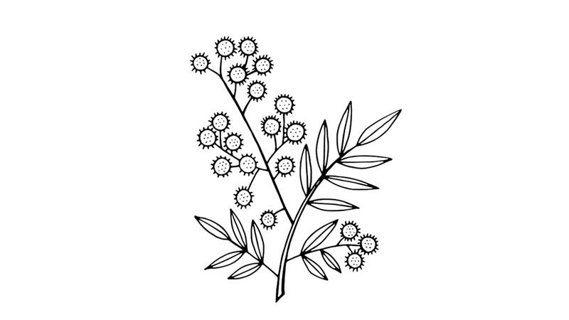 含羞草简笔画怎么画 含羞草简笔画步骤