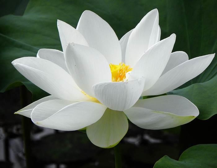 雪莲花简笔画 雪莲花简笔画图片大全