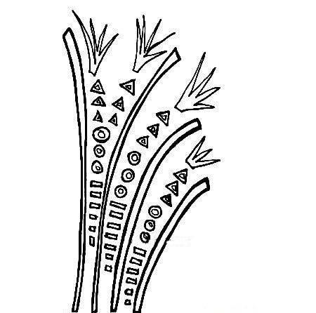 春节的烟花怎么画简笔画 过年的烟花怎么画简笔画