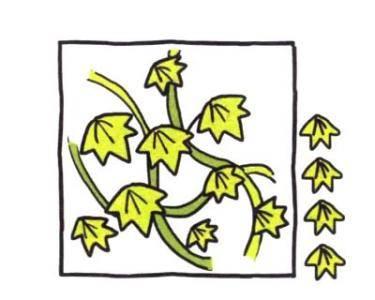 爬山虎的脚简笔画 爬山虎的脚简笔画图片