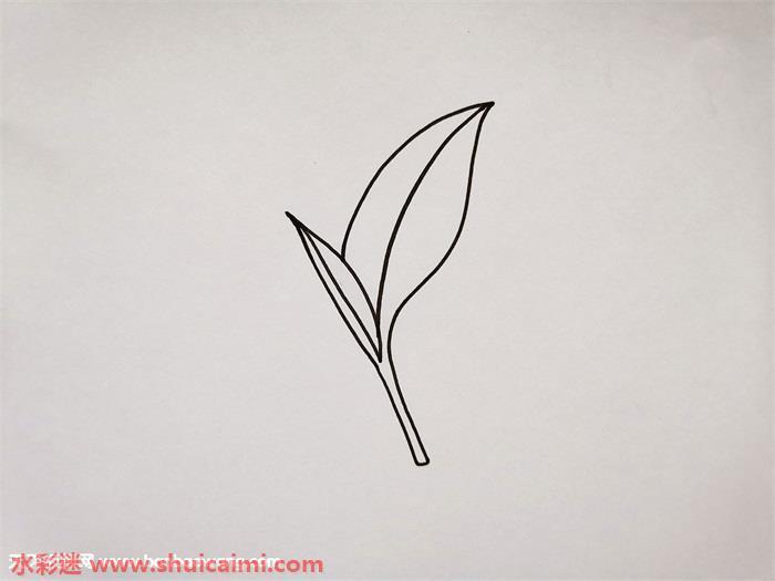 茶叶怎么画 茶叶简笔画漂亮卡通