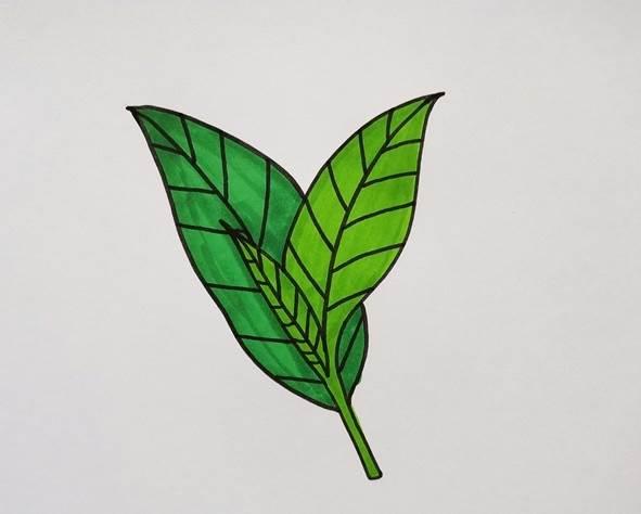 茶叶简笔画 茶叶简笔画彩色