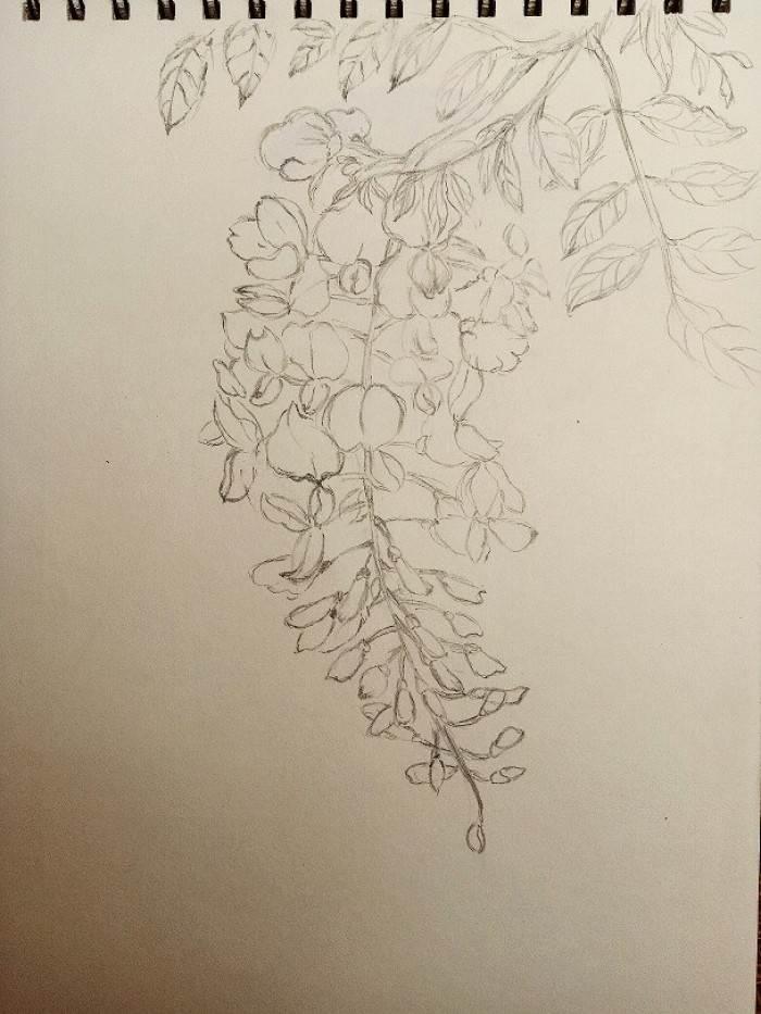 紫藤萝简笔画 紫藤萝简笔画简单又好看