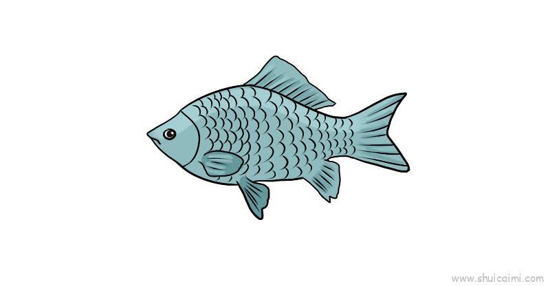 鲫鱼儿童画怎么画 鲫鱼简笔画图片大全