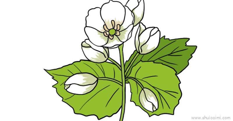 山荷叶花儿童画怎么画 山荷叶花简笔画简单