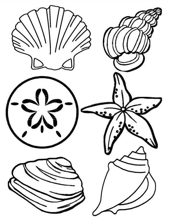 贝壳简笔画 贝壳简笔画儿童画