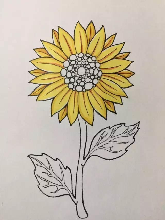 向日葵背景的简笔画 向日葵背景的简笔画怎么画