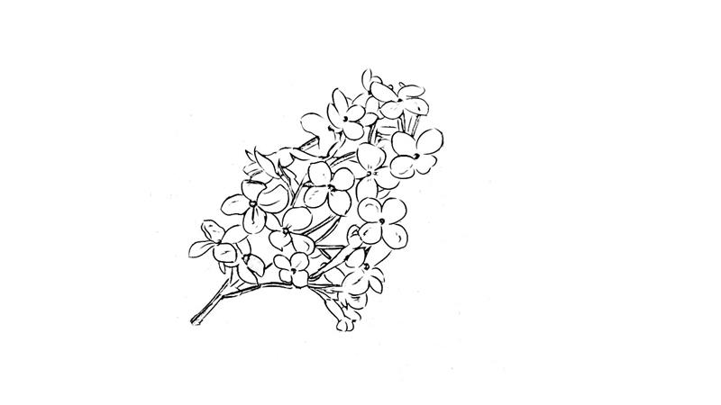 丁香简笔画怎么画 丁香简笔画简单