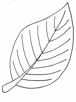 叶子简笔画 叶子简笔画彩色