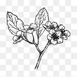 海棠花简笔画 怎样画海棠花简笔画