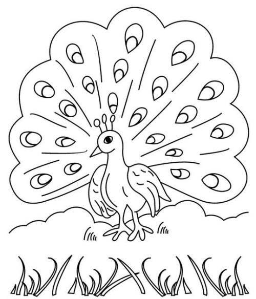 孔雀简笔画图片大全 孔雀简笔画图片大全可爱