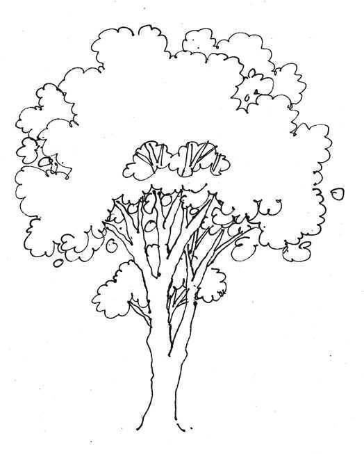 树干简笔画 树干简笔画图片