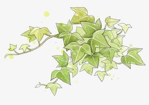 爬山虎简笔画 爬山虎简笔画图片大全大图