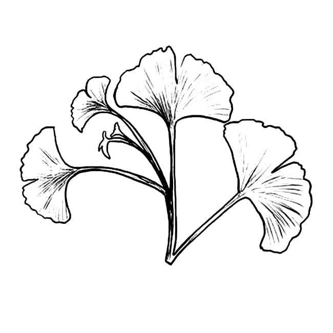 银中草药杏简笔画 银杏中草药怎么画