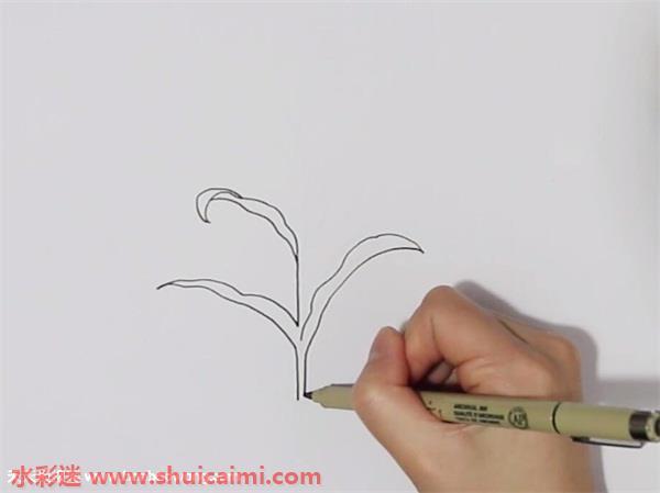 一棵玉米怎么画 玉米简笔画彩色