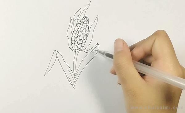 玉米简笔画怎么画 玉米简笔画图片