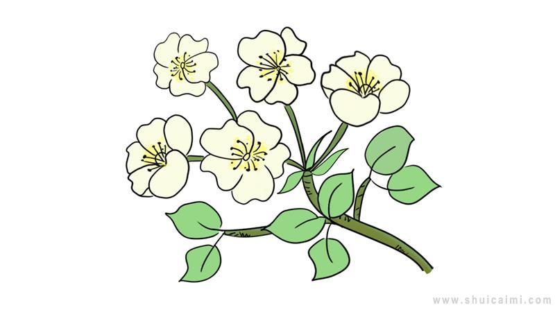 梨花简笔画怎么画 梨花简笔画图片大全