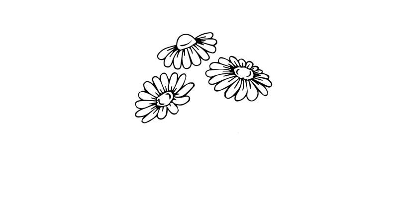 雏菊如何画的简笔画怎么画 雏菊如何画简笔画步骤
